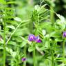 Fotografia 5 da espécie Vicia sativa subesp. nigra do Jardim Botânico UTAD