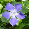 Fotografia 6 da espécie Vinca minor do Jardim Botânico UTAD