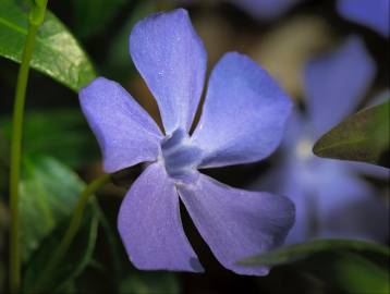 Fotografia da espécie Vinca minor