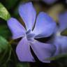 Fotografia 7 da espécie Vinca minor do Jardim Botânico UTAD