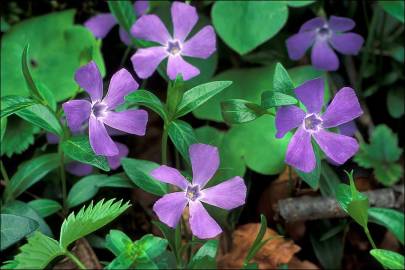 Fotografia da espécie Vinca minor