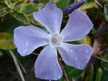 Fotografia da espécie Vinca minor