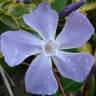 Fotografia 9 da espécie Vinca minor do Jardim Botânico UTAD