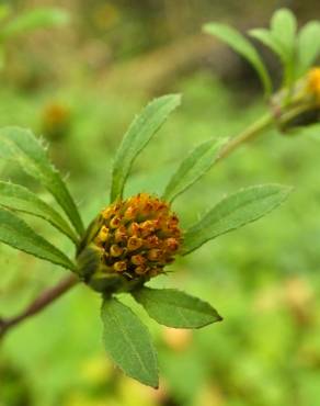 Fotografia 3 da espécie Bidens tripartita no Jardim Botânico UTAD