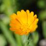 Fotografia 9 da espécie Calendula arvensis do Jardim Botânico UTAD