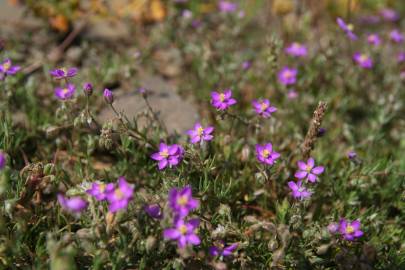 Fotografia da espécie Spergularia purpurea