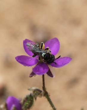 Fotografia 4 da espécie Spergularia purpurea no Jardim Botânico UTAD