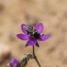 Fotografia 4 da espécie Spergularia purpurea do Jardim Botânico UTAD