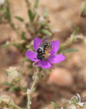 Fotografia 5 da espécie Spergularia purpurea no Jardim Botânico UTAD