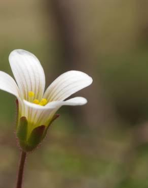 Fotografia 7 da espécie Saxifraga granulata no Jardim Botânico UTAD