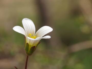 Fotografia da espécie Saxifraga granulata