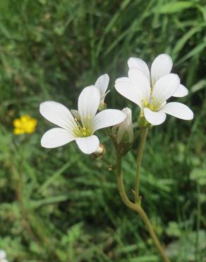 Fotografia 1 da espécie Saxifraga granulata no Jardim Botânico UTAD