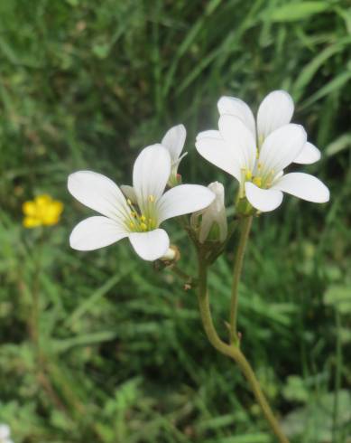 Fotografia de capa Saxifraga granulata - do Jardim Botânico