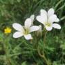 Fotografia 1 da espécie Saxifraga granulata do Jardim Botânico UTAD