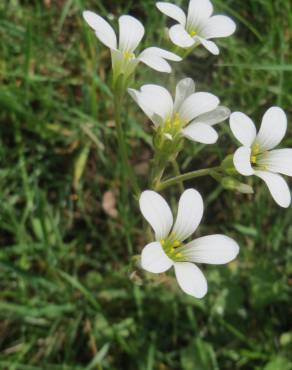 Fotografia 8 da espécie Saxifraga granulata no Jardim Botânico UTAD