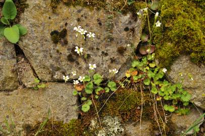 Fotografia da espécie Saxifraga granulata