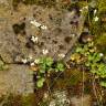 Fotografia 9 da espécie Saxifraga granulata do Jardim Botânico UTAD