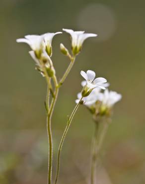 Fotografia 10 da espécie Saxifraga granulata no Jardim Botânico UTAD