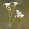 Fotografia 10 da espécie Saxifraga granulata do Jardim Botânico UTAD