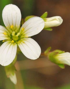 Fotografia 11 da espécie Saxifraga granulata no Jardim Botânico UTAD