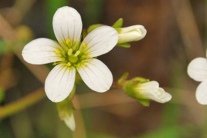 Fotografia da espécie Saxifraga granulata