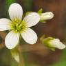 Fotografia 11 da espécie Saxifraga granulata do Jardim Botânico UTAD