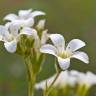 Fotografia 12 da espécie Saxifraga granulata do Jardim Botânico UTAD