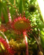 Fotografia da espécie Drosera rotundifolia