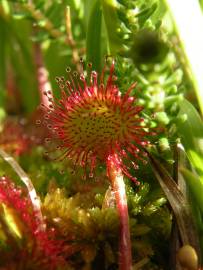 Fotografia da espécie Drosera rotundifolia