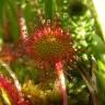 Fotografia 1 da espécie Drosera rotundifolia do Jardim Botânico UTAD