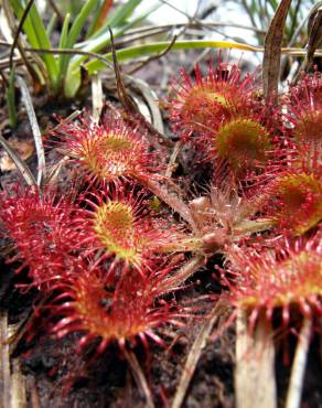 Fotografia 3 da espécie Drosera rotundifolia no Jardim Botânico UTAD