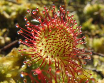 Fotografia da espécie Drosera rotundifolia