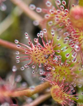 Fotografia 6 da espécie Drosera rotundifolia no Jardim Botânico UTAD