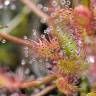 Fotografia 6 da espécie Drosera rotundifolia do Jardim Botânico UTAD