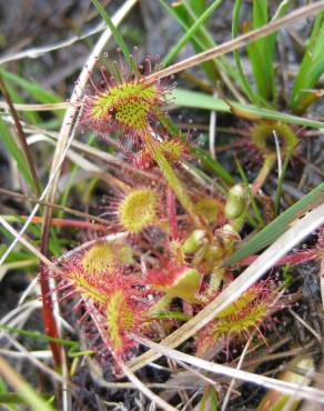 Fotografia 7 da espécie Drosera rotundifolia no Jardim Botânico UTAD