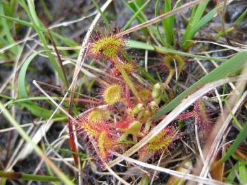 Fotografia da espécie Drosera rotundifolia