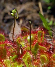 Fotografia da espécie Drosera rotundifolia