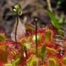 Fotografia 8 da espécie Drosera rotundifolia do Jardim Botânico UTAD