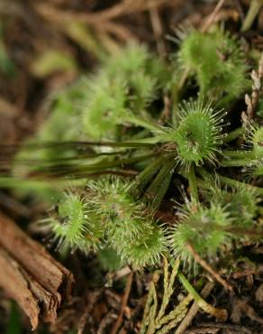 Fotografia 9 da espécie Drosera rotundifolia no Jardim Botânico UTAD