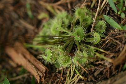 Fotografia da espécie Drosera rotundifolia