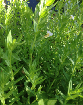 Fotografia 3 da espécie Gratiola officinalis no Jardim Botânico UTAD