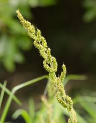 Echinochloa crus-galli