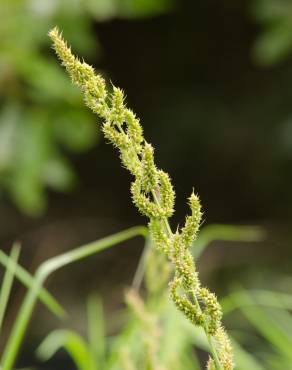 Fotografia 1 da espécie Echinochloa crus-galli no Jardim Botânico UTAD