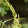 Fotografia 1 da espécie Echinochloa crus-galli do Jardim Botânico UTAD