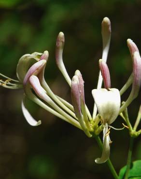 Fotografia 3 da espécie Lonicera etrusca no Jardim Botânico UTAD