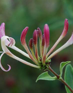 Fotografia 5 da espécie Lonicera etrusca no Jardim Botânico UTAD