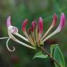 Fotografia 5 da espécie Lonicera etrusca do Jardim Botânico UTAD