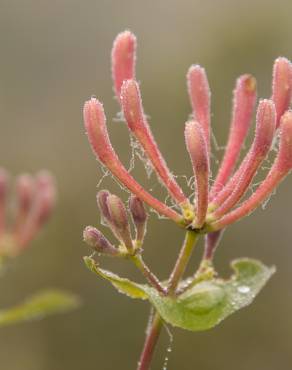 Fotografia 6 da espécie Lonicera etrusca no Jardim Botânico UTAD