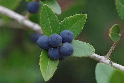 Fotografia da espécie Phillyrea latifolia