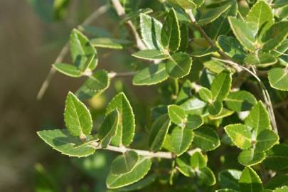 Fotografia da espécie Phillyrea latifolia